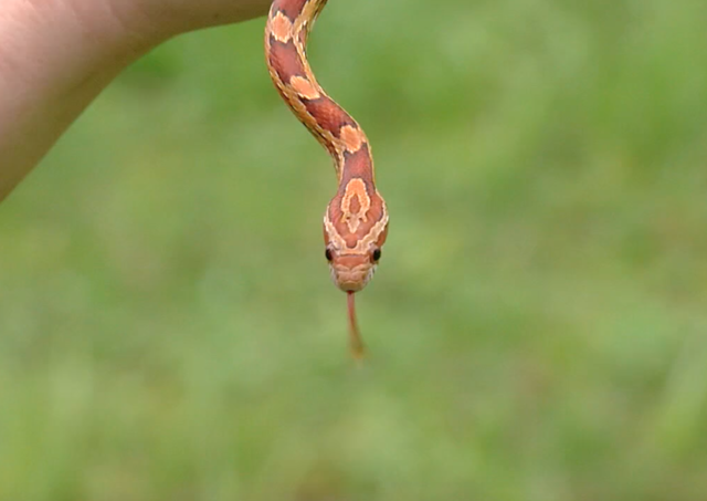 Florida mother defends decision allowing snake to bite baby